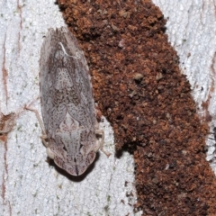 Stenocotis depressa at Ormiston, QLD - 7 Apr 2023 10:11 AM