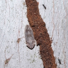 Stenocotis depressa at Ormiston, QLD - 7 Apr 2023 10:11 AM