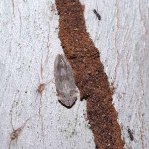 Stenocotis depressa at Ormiston, QLD - 7 Apr 2023