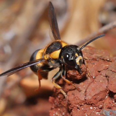 Unidentified Potter wasp (Vespidae, Eumeninae) at Wellington Point, QLD - 12 Apr 2023 by TimL