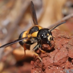 Unidentified Potter wasp (Vespidae, Eumeninae) at Wellington Point, QLD - 12 Apr 2023 by TimL