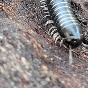 Ommatoiulus moreleti at Belconnen, ACT - 14 Apr 2023 07:35 AM