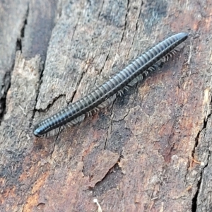 Ommatoiulus moreleti at Belconnen, ACT - 14 Apr 2023 07:35 AM