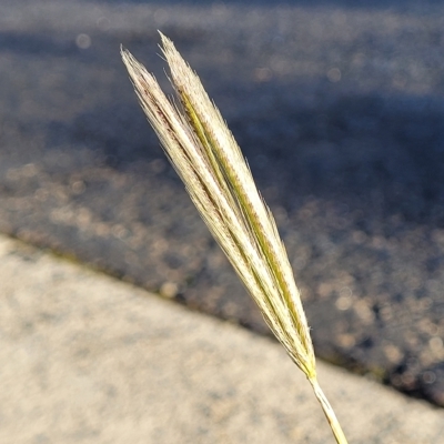 Chloris virgata (Feathertop Rhodes Grass) at Belconnen, ACT - 13 Apr 2023 by trevorpreston