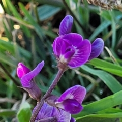 Glycine tabacina (Variable Glycine) at Belconnen, ACT - 13 Apr 2023 by trevorpreston