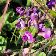 Glycine tabacina at Belconnen, ACT - 14 Apr 2023 07:47 AM