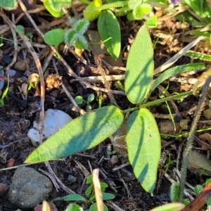 Glycine tabacina at Belconnen, ACT - 14 Apr 2023 07:47 AM