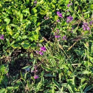 Glycine tabacina at Belconnen, ACT - 14 Apr 2023 07:47 AM