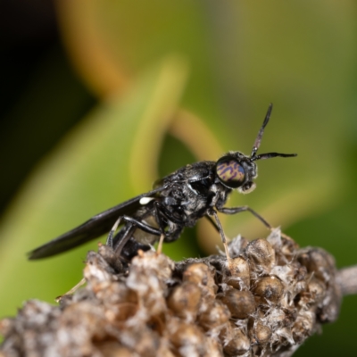 Hermetia illucens (American Soldier Fly) at Belconnen, ACT - 7 Aug 2021 by Cristy1676