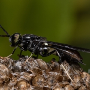 Hermetia illucens at Belconnen, ACT - 8 Aug 2021