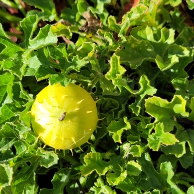 Cucumis myriocarpus (Prickly Paddy Melon) at Belconnen, ACT - 14 Apr 2023 by trevorpreston