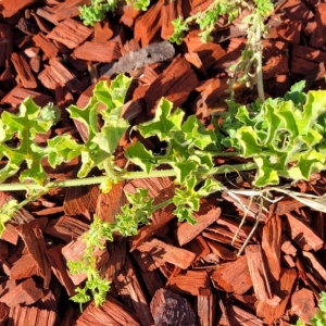 Cucumis myriocarpus at Belconnen, ACT - 14 Apr 2023