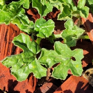 Cucumis myriocarpus at Belconnen, ACT - 14 Apr 2023