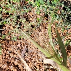 Panicum capillare/hillmanii (Exotic/Invasive Panic Grass) at Belconnen, ACT - 14 Apr 2023 by trevorpreston
