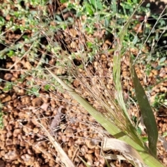 Panicum capillare/hillmanii (Exotic/Invasive Panic Grass) at Belconnen, ACT - 13 Apr 2023 by trevorpreston