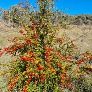 Pyracantha fortuneana at Jerrabomberra, ACT - 14 Apr 2023
