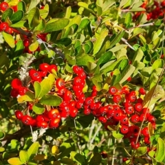 Pyracantha fortuneana at Jerrabomberra, ACT - 14 Apr 2023