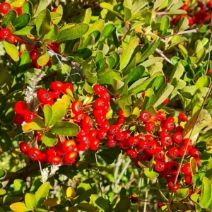 Pyracantha fortuneana at Jerrabomberra, ACT - 14 Apr 2023 10:42 AM