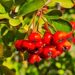 Pyracantha fortuneana at Jerrabomberra, ACT - 14 Apr 2023 10:42 AM