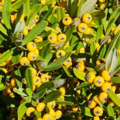 Pyracantha angustifolia (Firethorn, Orange Firethorn) at Wanniassa Hill - 14 Apr 2023 by Mike