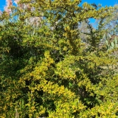 Pyracantha angustifolia at Jerrabomberra, ACT - 14 Apr 2023