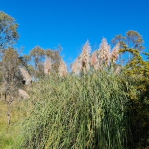 Cortaderia selloana at Jerrabomberra, ACT - 14 Apr 2023 10:37 AM