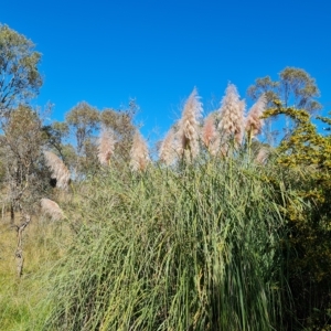 Cortaderia selloana at Jerrabomberra, ACT - 14 Apr 2023