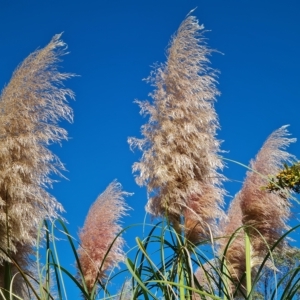 Cortaderia selloana at Jerrabomberra, ACT - 14 Apr 2023 10:37 AM