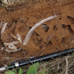 Aprasia parapulchella (Pink-tailed Worm-lizard) at Ginninderry Conservation Corridor - 6 Apr 2023 by AndyRoo