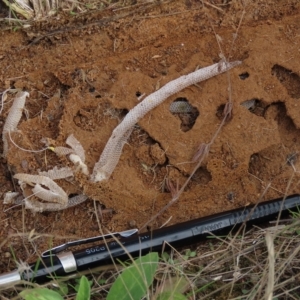 Aprasia parapulchella at Strathnairn, ACT - suppressed