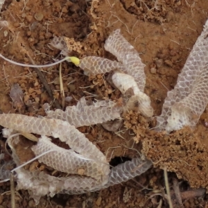 Aprasia parapulchella at Strathnairn, ACT - 6 Apr 2023