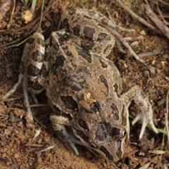 Limnodynastes tasmaniensis (Spotted Grass Frog) at Coree, ACT - 6 Apr 2023 by AndyRoo