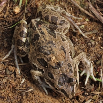 Limnodynastes tasmaniensis (Spotted Grass Frog) at Ginninderry Conservation Corridor - 6 Apr 2023 by AndyRoo