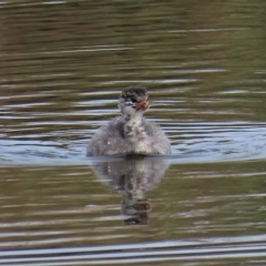 Tachybaptus novaehollandiae at Coree, ACT - 6 Apr 2023