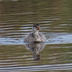 Tachybaptus novaehollandiae at Coree, ACT - 6 Apr 2023