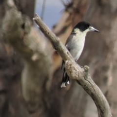 Cracticus torquatus (Grey Butcherbird) at Coree, ACT - 6 Apr 2023 by AndyRoo