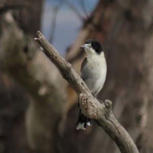 Cracticus torquatus at Coree, ACT - 6 Apr 2023 11:03 AM