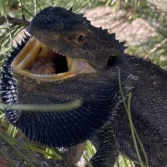 Pogona barbata (Eastern Bearded Dragon) at Block 402 - 13 Apr 2023 by SteveBorkowskis