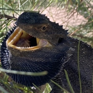 Pogona barbata at Stromlo, ACT - 14 Apr 2023