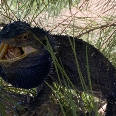 Pogona barbata at Stromlo, ACT - suppressed