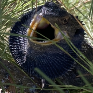 Pogona barbata at Stromlo, ACT - 14 Apr 2023