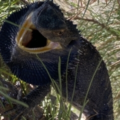 Pogona barbata at Stromlo, ACT - 14 Apr 2023