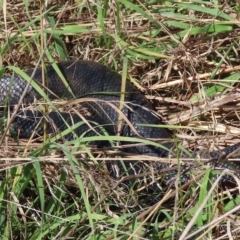 Pseudechis porphyriacus at Molonglo Valley, ACT - 14 Apr 2023