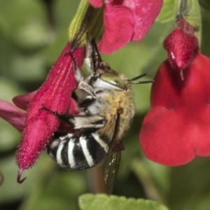 Amegilla (Zonamegilla) asserta at Hawker, ACT - 10 Apr 2023