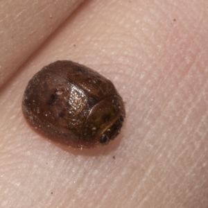 Trachymela sp. (genus) at Higgins, ACT - 10 Apr 2023 01:32 PM