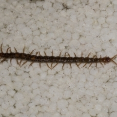 Scolopendromorpha (order) (A centipede) at Higgins, ACT - 10 Apr 2023 by AlisonMilton