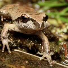 Litoria lesueuri (Lesueur's Tree-frog) at Yanununbeyan State Conservation Area - 14 Apr 2023 by aussiestuff