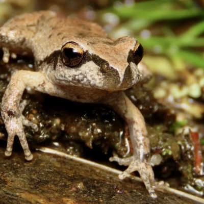 Litoria lesueuri (Lesueur's Tree-frog) at Yanununbeyan State Conservation Area - 14 Apr 2023 by aussiestuff