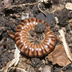 Paradoxosomatidae sp. (family) (Millipede) at Higgins, ACT - 10 Apr 2023 by AlisonMilton