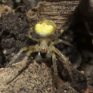 Araneus albotriangulus at Higgins, ACT - 10 Apr 2023 01:48 PM